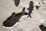 Museum Quality Fossil Fish Mortality Plate - Ready to Hang #370784-10